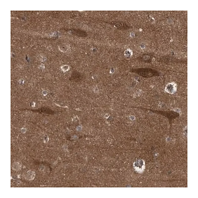 Merck Anti-RAP1GAP2 antibody produced in rabbit