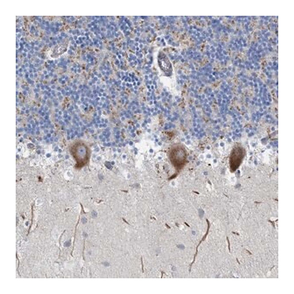 Merck Anti-NYAP1 antibody produced in rabbit