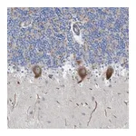 Merck Anti-NYAP1 antibody produced in rabbit