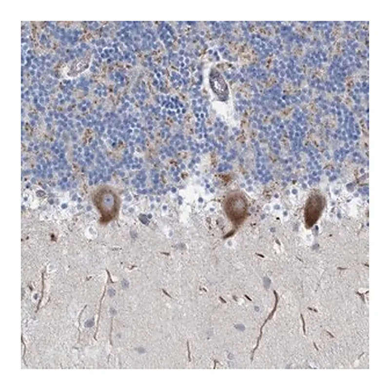 Merck Anti-NYAP1 antibody produced in rabbit
