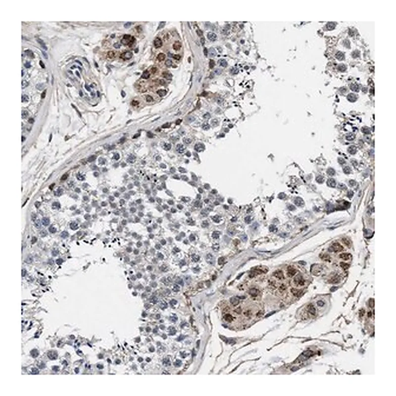 Merck Anti-NKTR antibody produced in rabbit