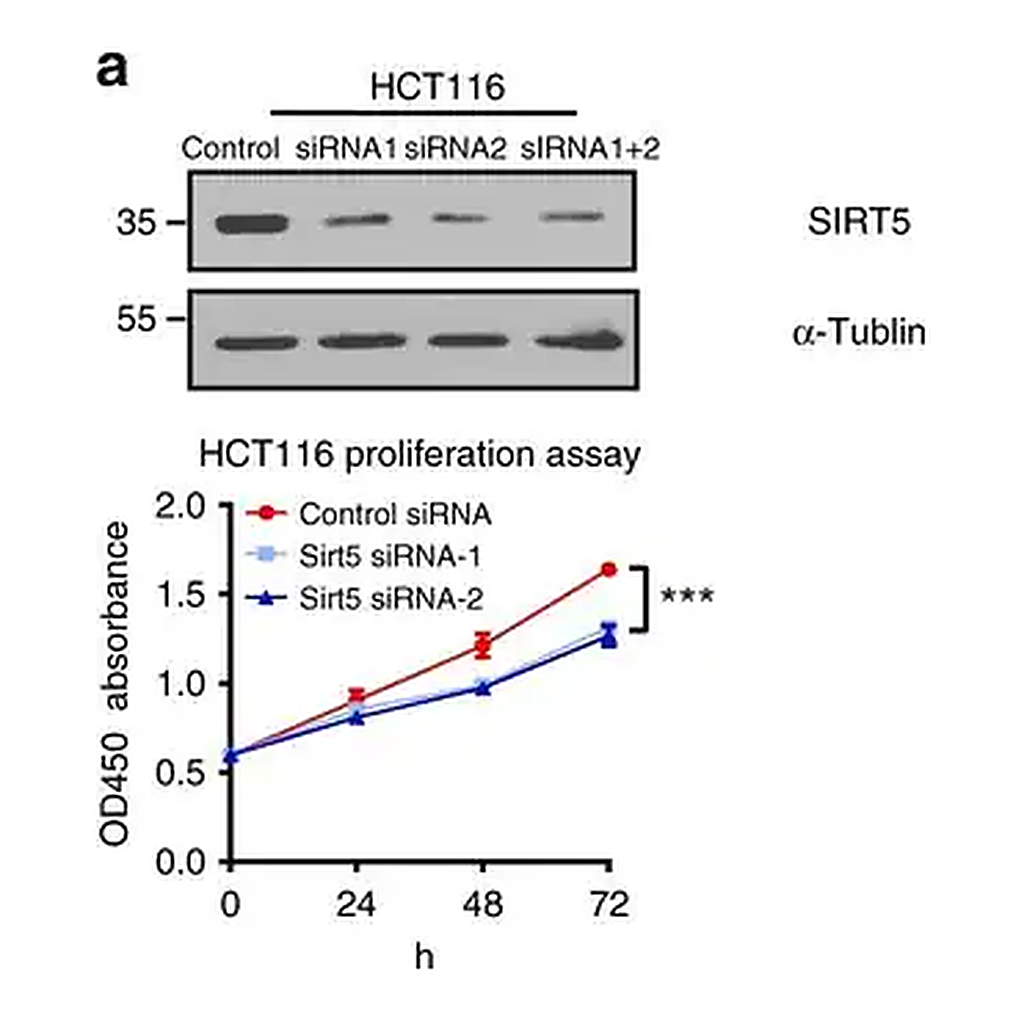 Merck Anti-SIRT5 antibody produced in rabbit