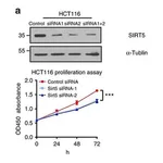 Merck Anti-SIRT5 antibody produced in rabbit
