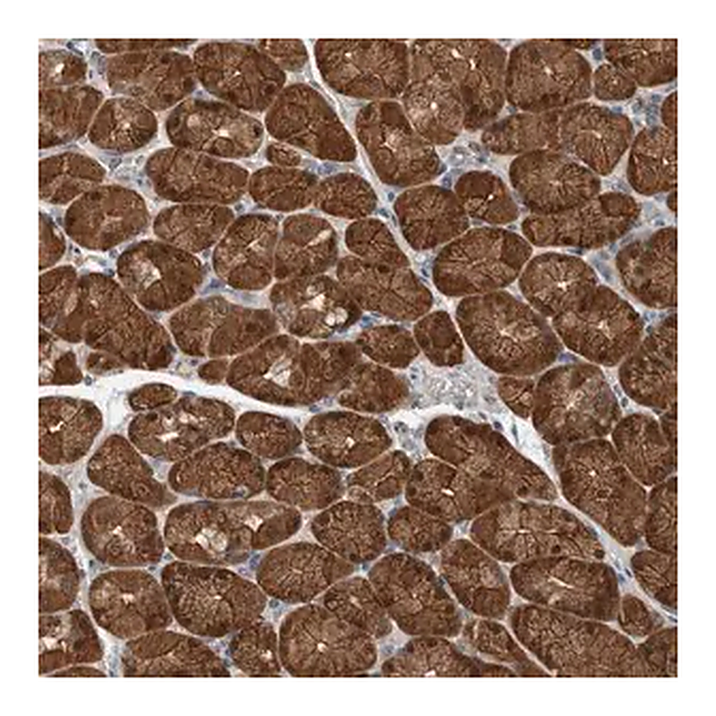 Merck Anti-ALAD antibody produced in rabbit