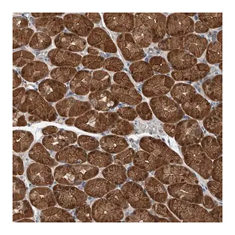 Merck Anti-ALAD antibody produced in rabbit