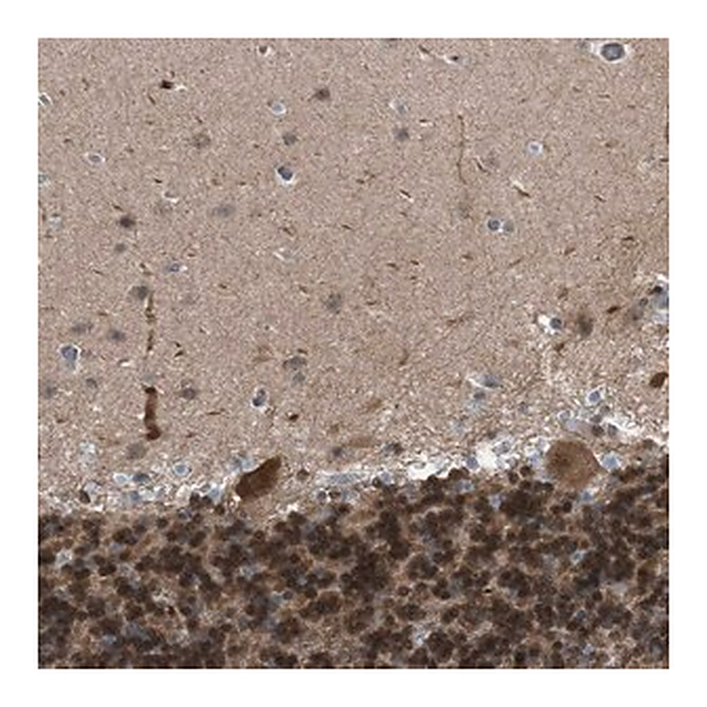 Merck Anti-CRTC1 antibody produced in rabbit