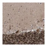Merck Anti-CRTC1 antibody produced in rabbit