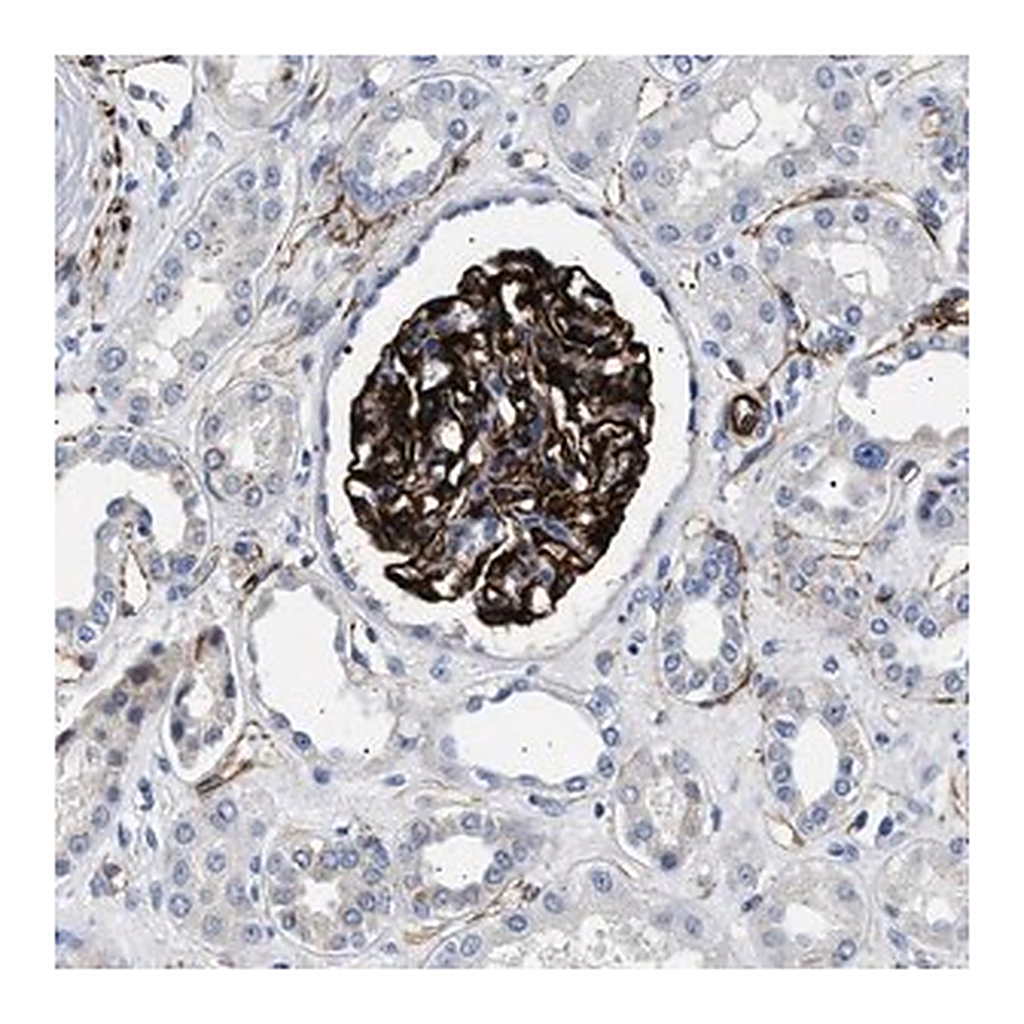 Merck Anti-OLFML2A antibody produced in rabbit