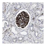 Merck Anti-OLFML2A antibody produced in rabbit