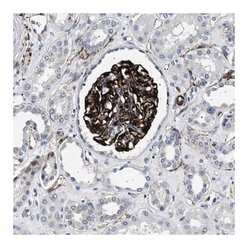 Merck Anti-OLFML2A antibody produced in rabbit