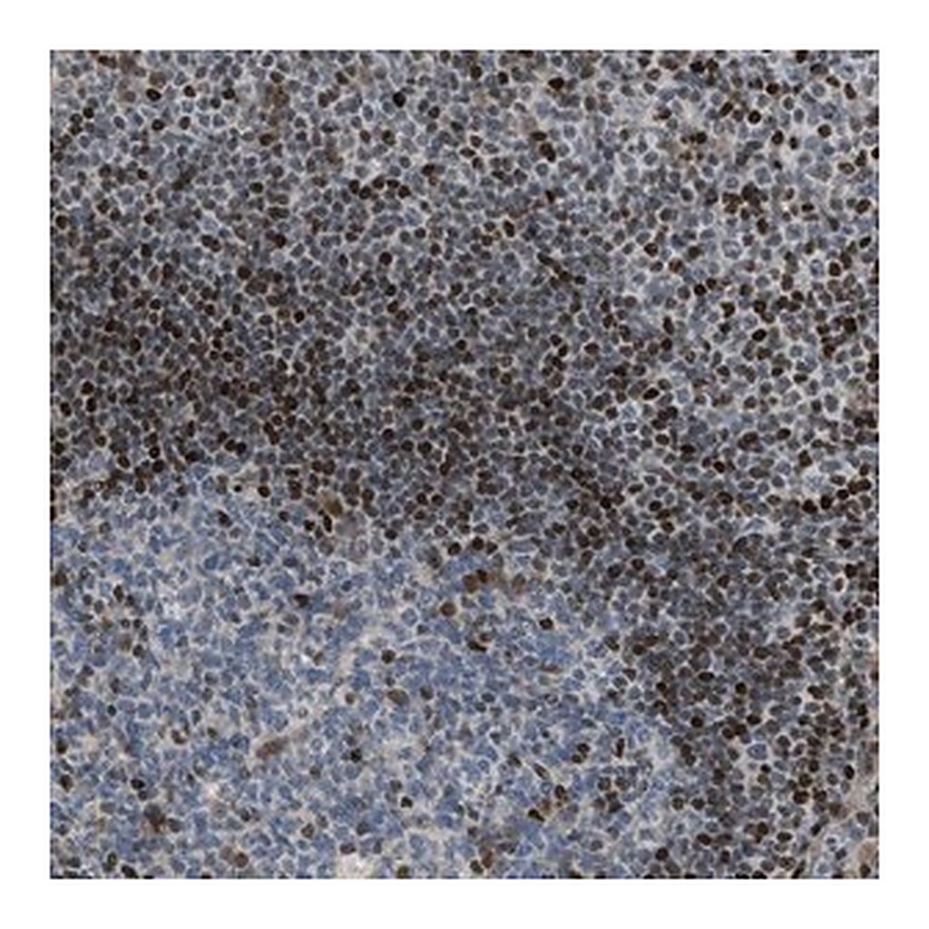 Merck Anti-ZNF276 antibody produced in rabbit