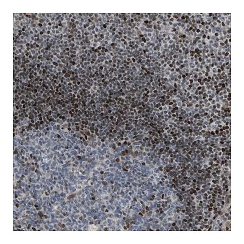 Merck Anti-ZNF276 antibody produced in rabbit