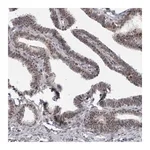 Merck Anti-PSMB2 antibody produced in rabbit