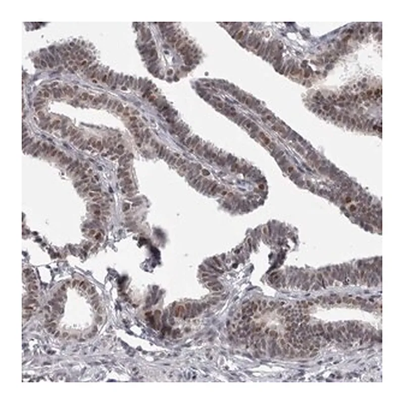 Merck Anti-PSMB2 antibody produced in rabbit
