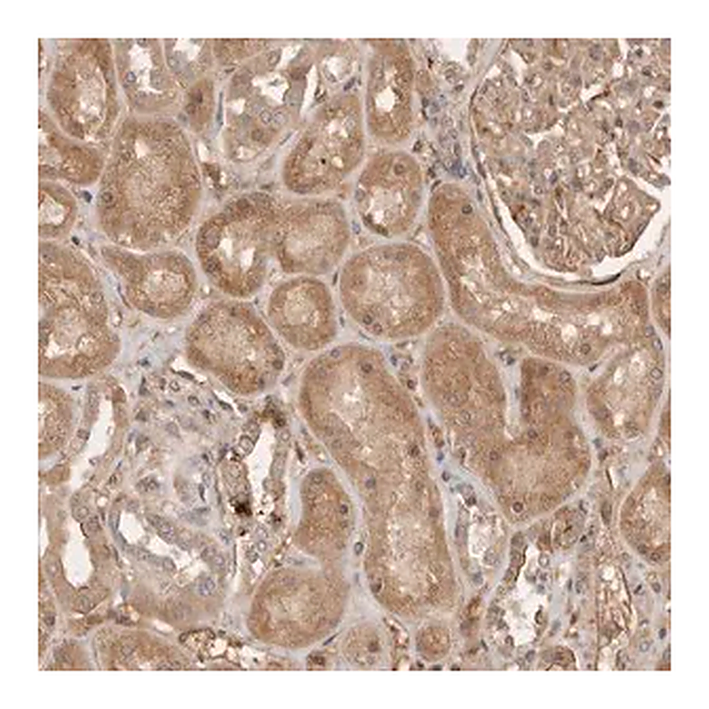 Merck Anti-YES1 antibody produced in rabbit