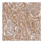 Merck Anti-YES1 antibody produced in rabbit