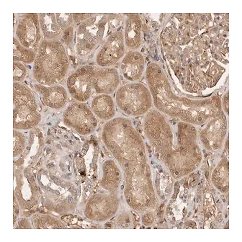 Merck Anti-YES1 antibody produced in rabbit