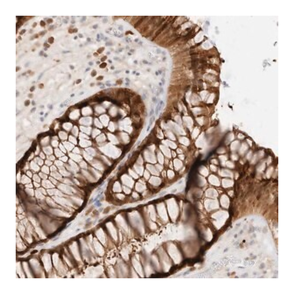 Merck Anti-EFCAB13 antibody produced in rabbit