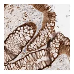 Merck Anti-EFCAB13 antibody produced in rabbit