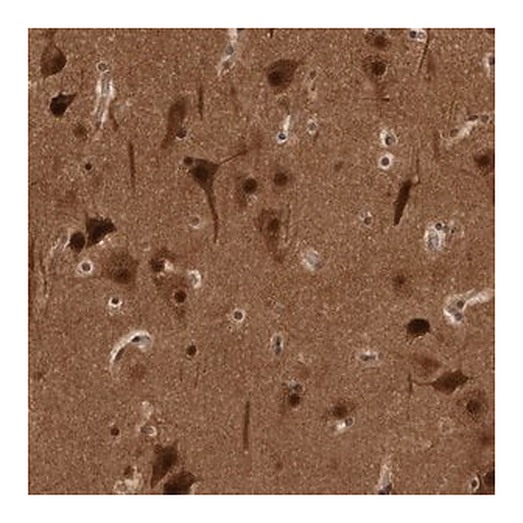 Merck Anti-AKT3 antibody produced in rabbit