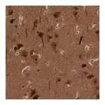 Merck Anti-AKT3 antibody produced in rabbit