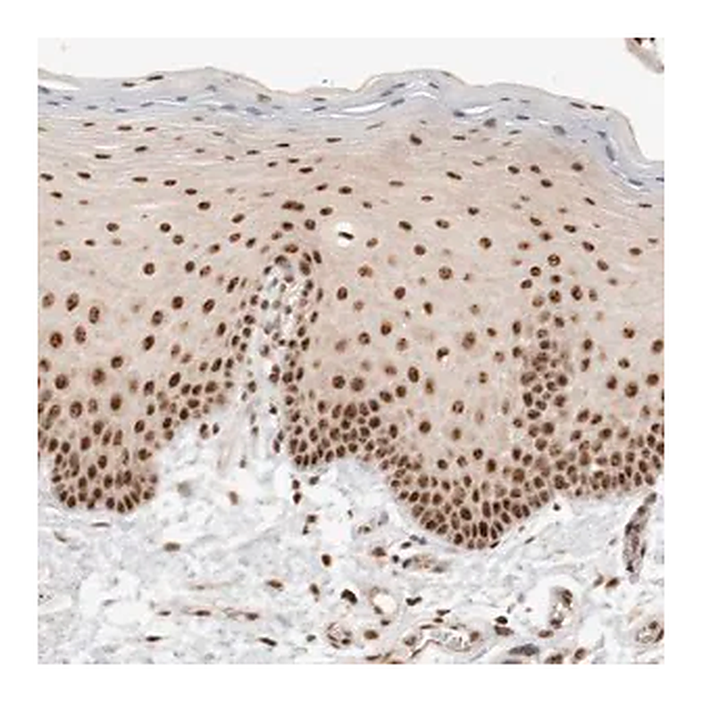 Merck Anti-EBNA1BP2 antibody produced in rabbit