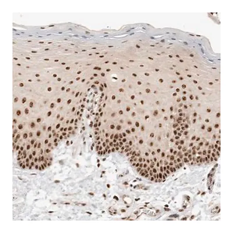 Merck Anti-EBNA1BP2 antibody produced in rabbit