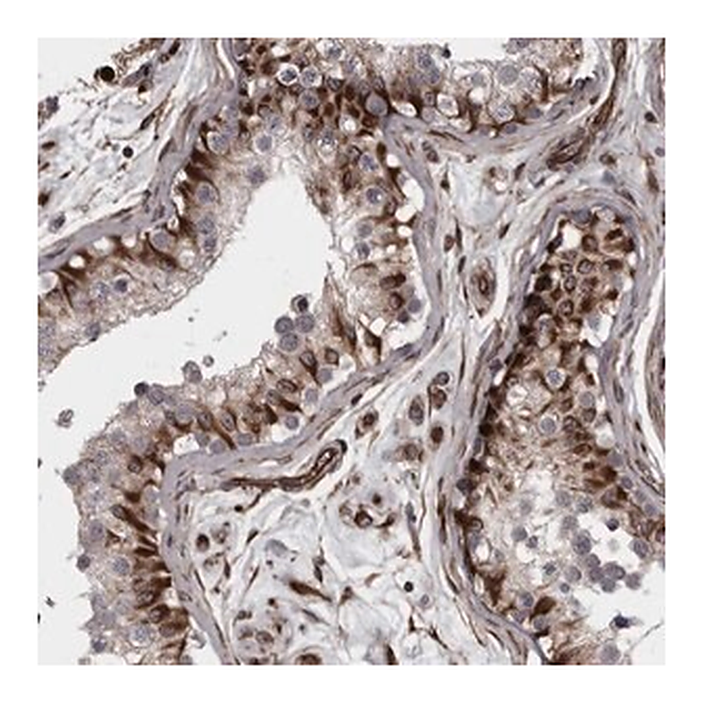 Merck Anti-FAAP100 antibody produced in rabbit