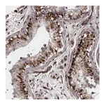Merck Anti-FAAP100 antibody produced in rabbit