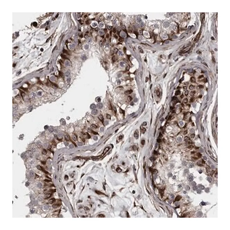 Merck Anti-FAAP100 antibody produced in rabbit