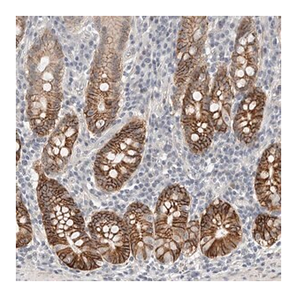 Merck Anti-HCN3 antibody produced in rabbit