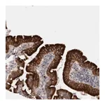 Merck Anti-LRRC40 antibody produced in rabbit
