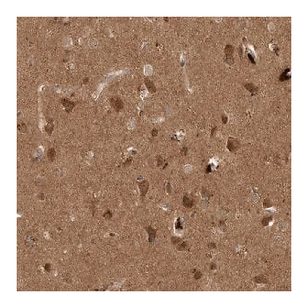 Merck Anti-PITPNC1 antibody produced in rabbit