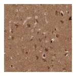 Merck Anti-PITPNC1 antibody produced in rabbit