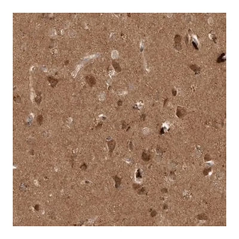 Merck Anti-PITPNC1 antibody produced in rabbit