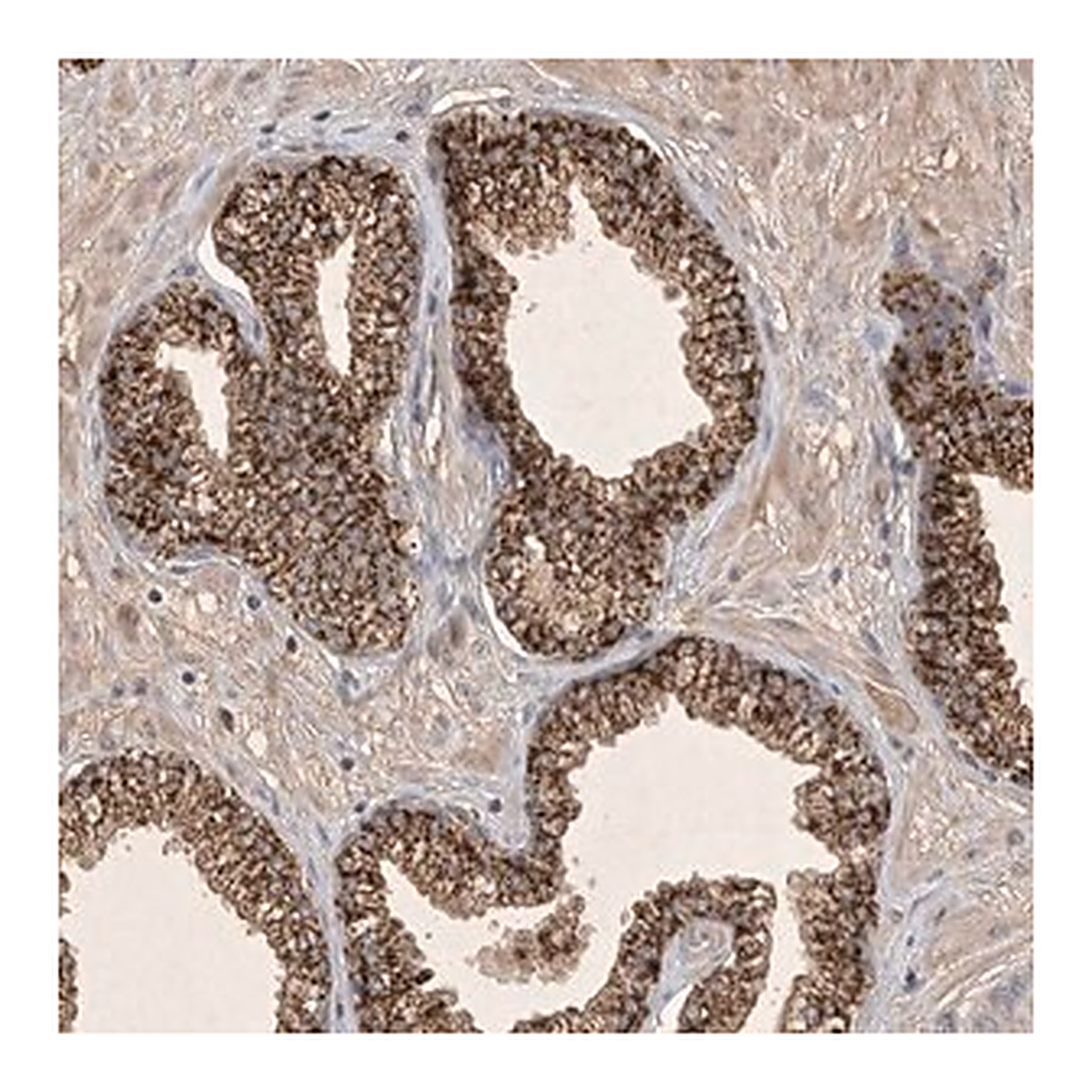 Merck Anti-FAM221B antibody produced in rabbit
