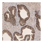 Merck Anti-FAM221B antibody produced in rabbit