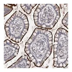 Merck Anti-OPLAH antibody produced in rabbit