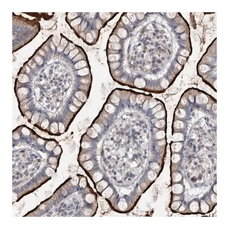 Merck Anti-OPLAH antibody produced in rabbit