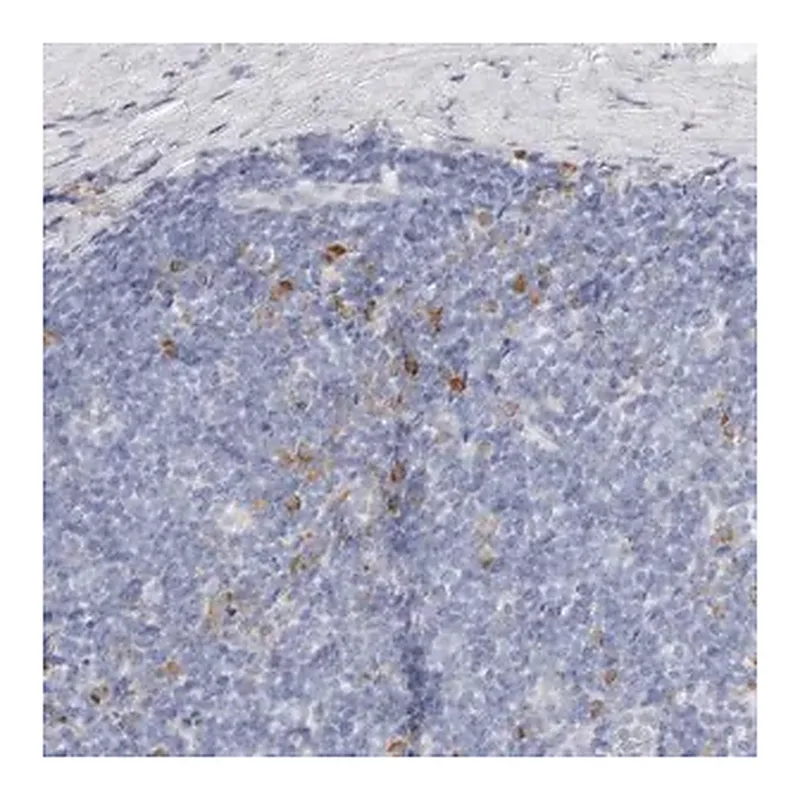 Merck Anti-CSK antibody produced in rabbit