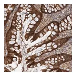 Merck Anti-DAAM1 antibody produced in rabbit