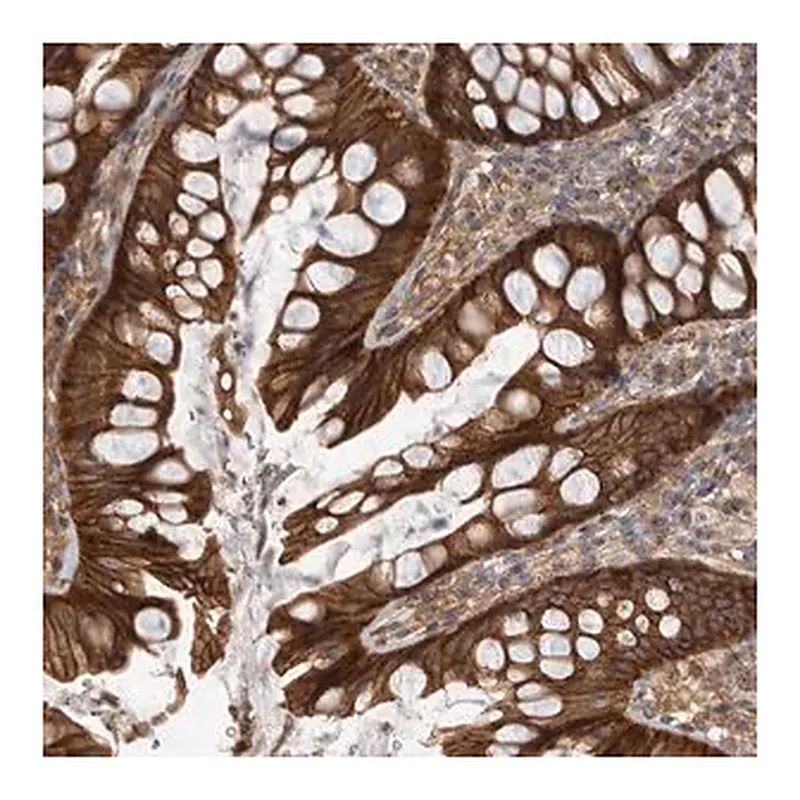 Merck Anti-DAAM1 antibody produced in rabbit