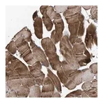 Merck Anti-WBSCR27 antibody produced in rabbit