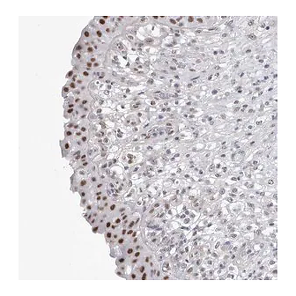Merck Anti-API5 antibody produced in rabbit