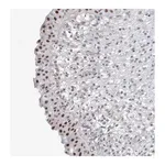Merck Anti-API5 antibody produced in rabbit