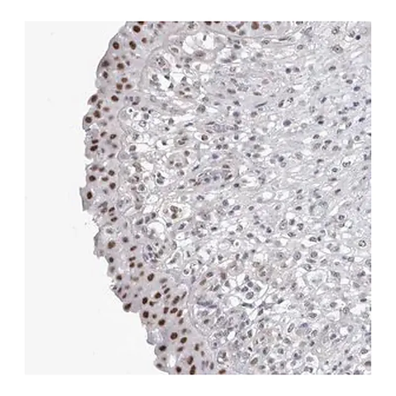 Merck Anti-API5 antibody produced in rabbit
