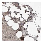 Merck Anti-PGS1 antibody produced in rabbit