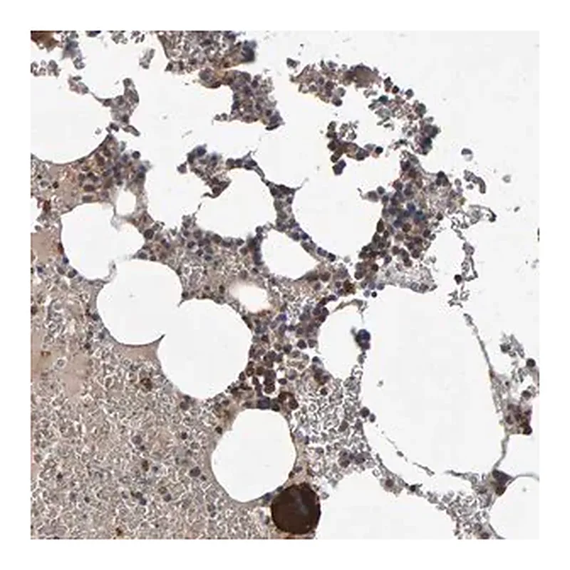 Merck Anti-PGS1 antibody produced in rabbit