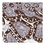 Merck Anti-DIEXF antibody produced in rabbit