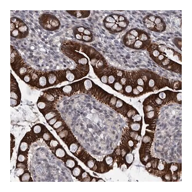 Merck Anti-DIEXF antibody produced in rabbit